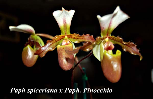 Paph spiceriana x Paph. Pinocchio_5664