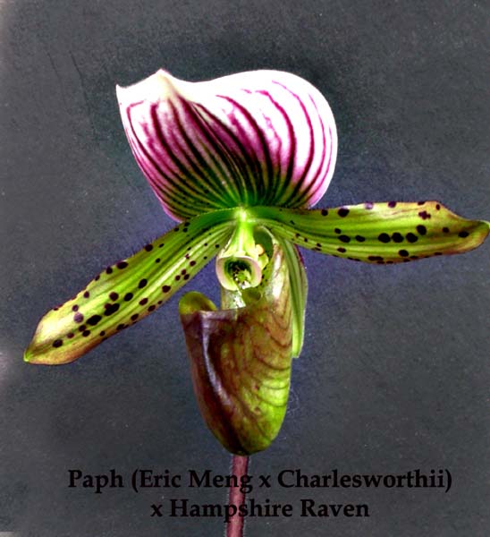 Paph. (Eric Meng x Charlesworthii) x Hampshire Raven 0010