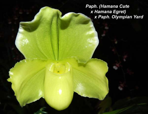 Paph. (Hamana Cute x Hamana Egret) x Paph. Olympian Yard  _5046