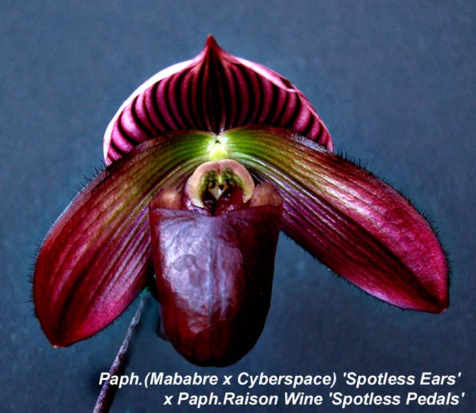 Paph. (Mababre x Cyberspace) Spotless Ears x Paph Raison Wine Spotless Pedals _0563-1