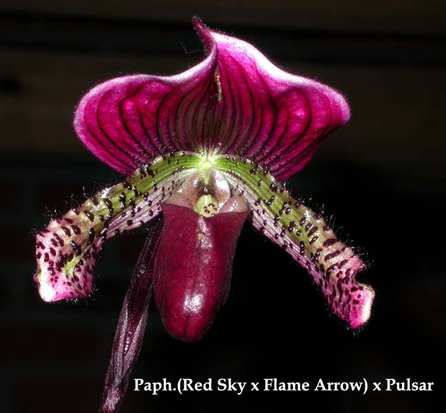 Paph. (Red Sky x Flame Arrow) x Pulsar 3234