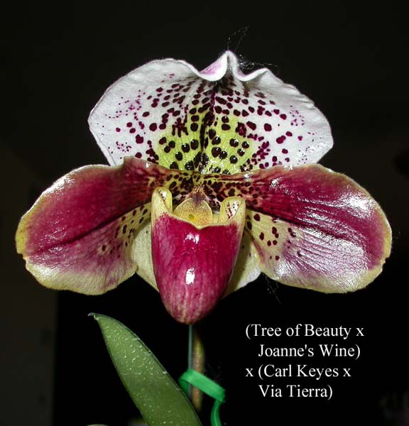 Paph. (Tree of Beauty x Joanne s Wine) x (Carl Keyes x Via Tierra) 0917