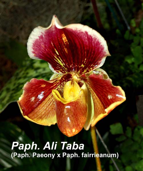 Paph. Ali Taba (Paph. Paeony x Paph. fairrieanum)_2374