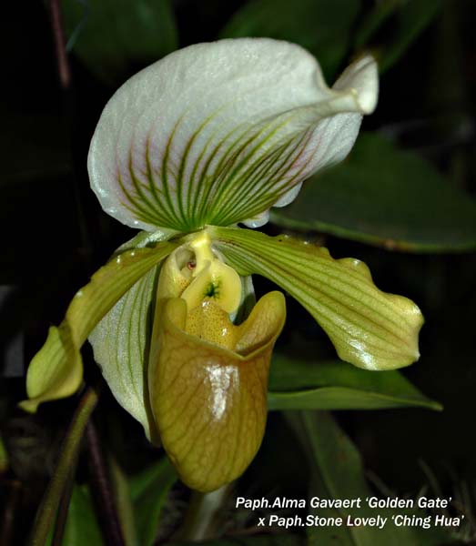 Paph. Alma Gavaert Golden Gate x Stone Lovely  Ching Hua _5660
