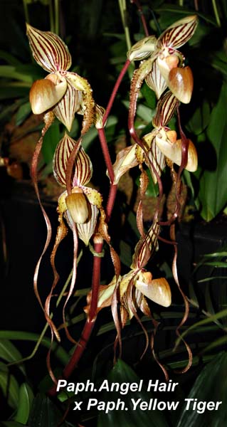 Paph. Angel Hair x Paph. Yellow Tiger_8888