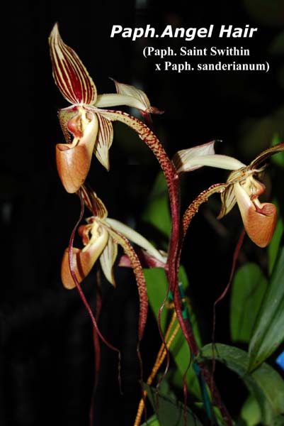 Paph. Angel Hair_8638