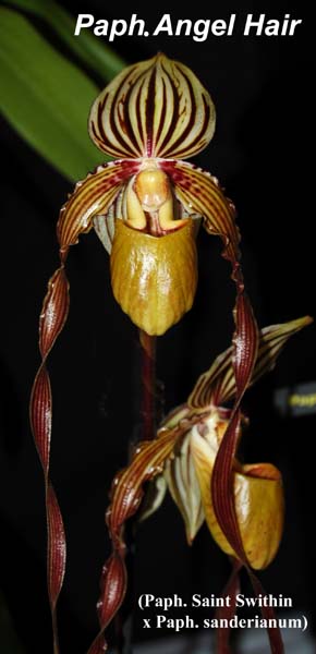 Paph. Angel Hair_9967