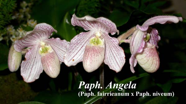 Paph. Angela (Paph. fairrieanum x Paph. niveum) 4142