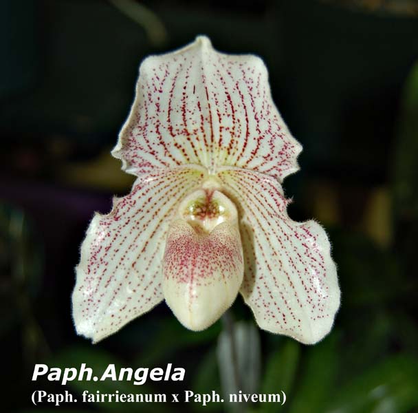 Paph. Angela_4278
