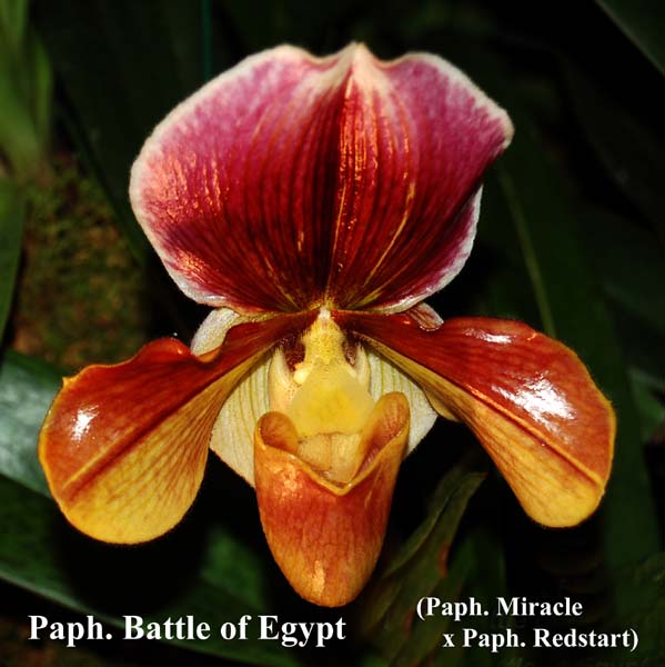 Paph. Battle of Egypt