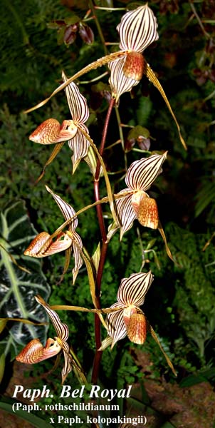 Paph. Bel Royal (Paph. rothschildianum x Paph. kolopakingii)_5899