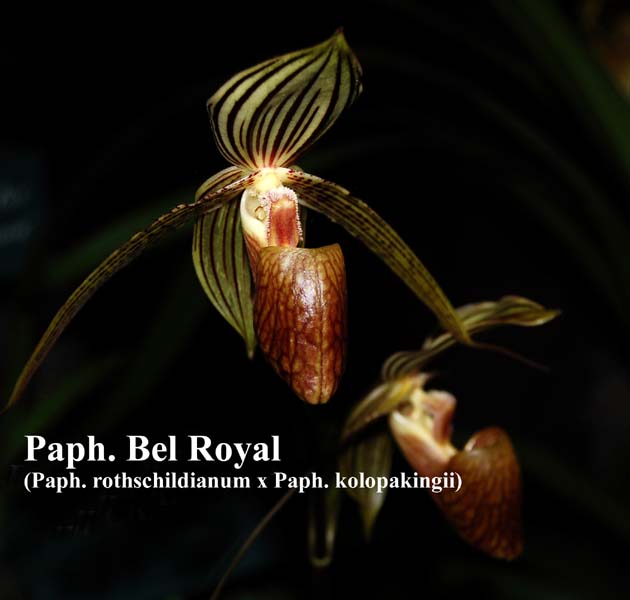 Paph. Bel Royal _9669