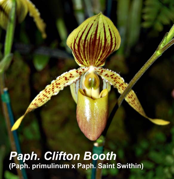 Paph. Clifton Booth (Paph. primulinum x Paph. Saint Swithin)_4648