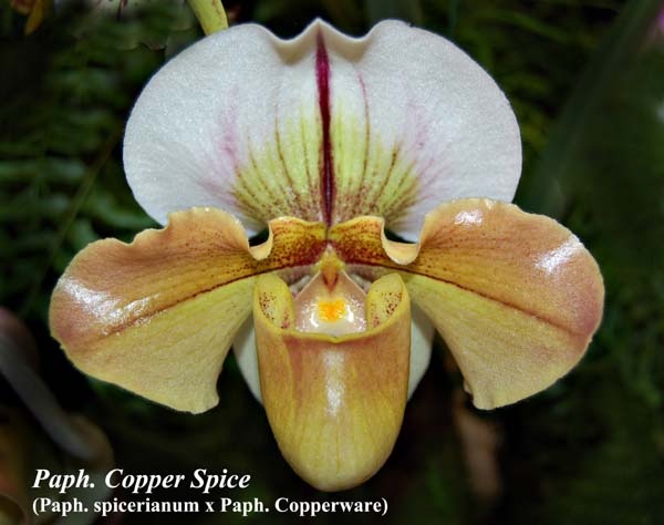 Paph. Copper Spice (Paph. spicerianum x Paph. Copperware)_5477