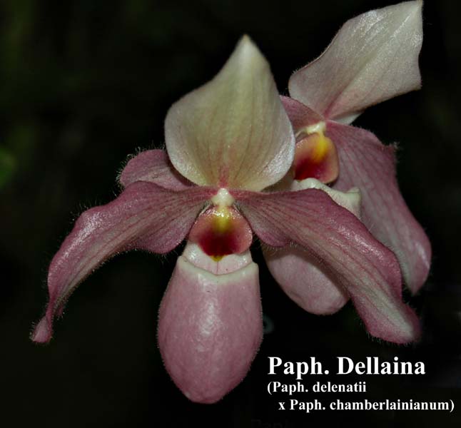 Paph. Dellaina (Paph. delenatii x Paph. chamberlainianum)_5658