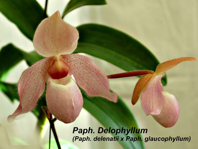 Paph. Delophyllum (Paph. delenatii x Paph. glaucophyllum)_0343