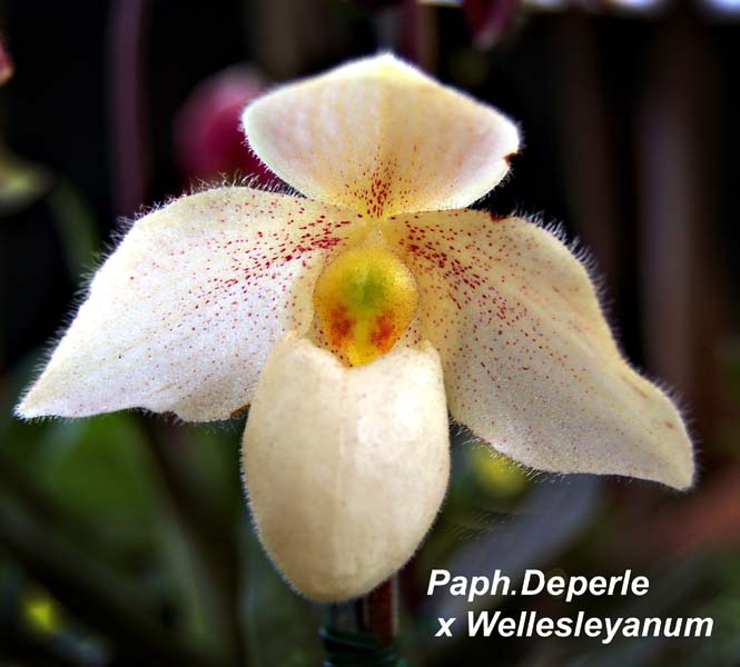Paph. Deperle  x Wellesleyanum_8214