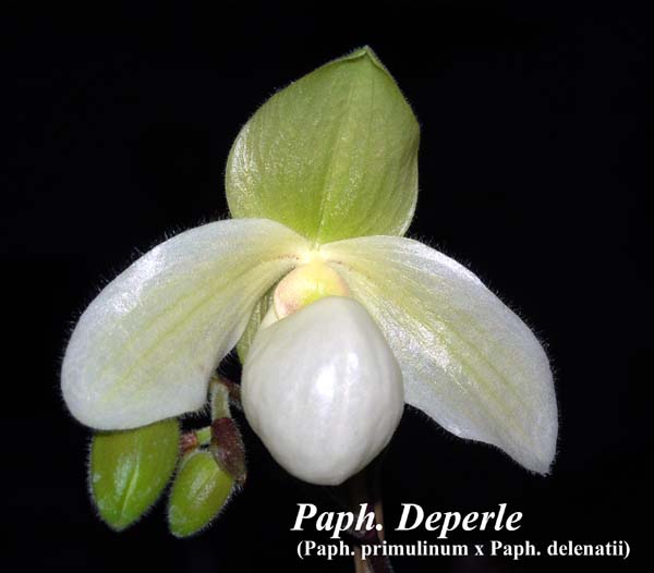Paph. Deperle (Paph. primulinum x Paph. delenatii) _5018