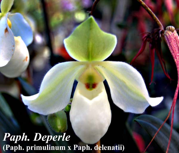 Paph. Deperle (Paph. primulinum x Paph. delenatii)_4595
