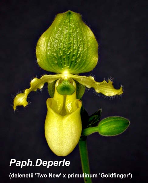 Paph. Deperle (delenetii  Two New  x primulinum  Goldfinger  2846
