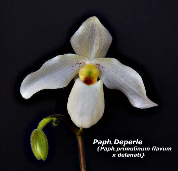 Paph. Deperle _2026