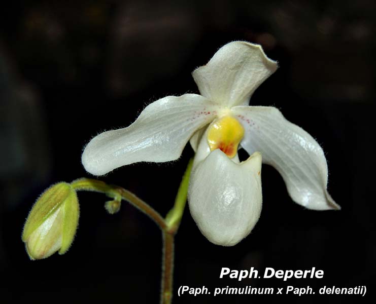 Paph. Deperle _2063