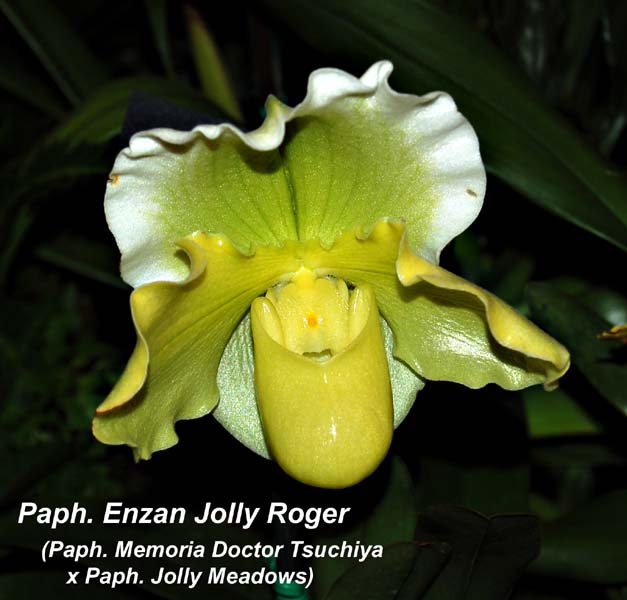Paph. Enzan Jolly Roger (Paph. Memoria Doctor Tsuchiya x Paph. Jolly Meadows)_0046