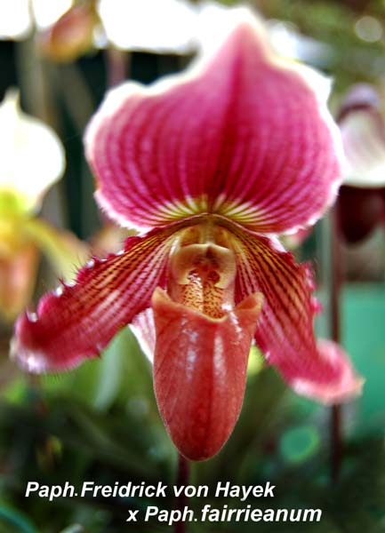 Paph. Freidrick von Hayek x Paph fairrieanum_8210