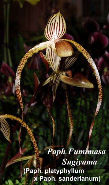 Paph. Fumimasa Sugiyama _9567