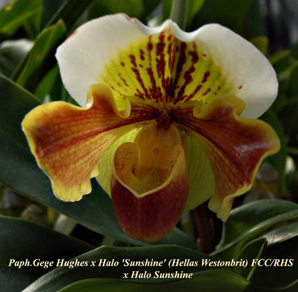 Paph. Gege Hughes x Halo _5360