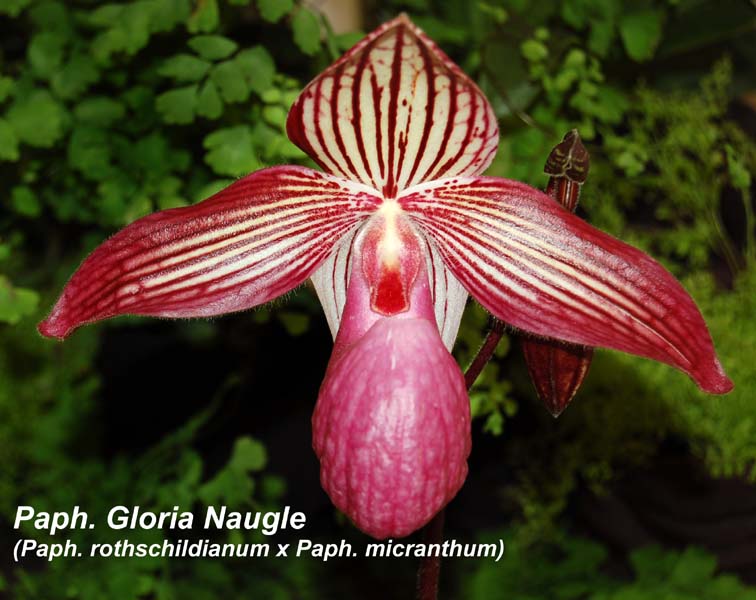 Paph. Gloria Naugle (Paph. rothschildianum x Paph. micranthum)_0341