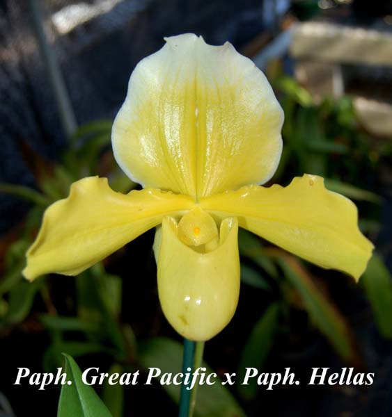 Paph. Great Pacific x Paph. Hellas_5614