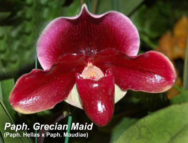 Paph. Grecian Maid (Paph. Hellas x Paph. Maudiae)_4655