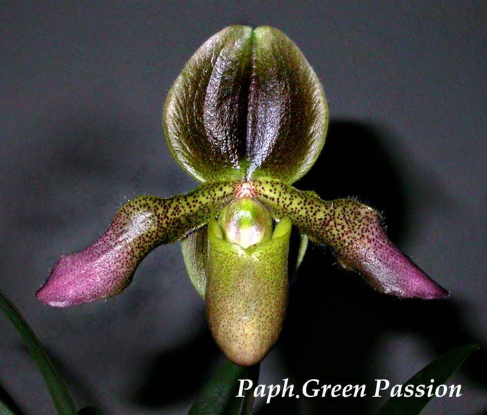 Paph. Green Passion 3593
