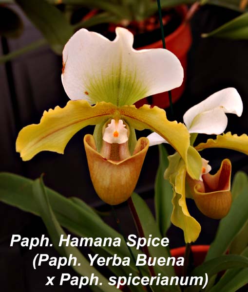 Paph. Hamana Spice (Paph. Yerba Buena x Paph. spicerianum)_0275