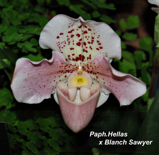 Paph. Hellas x Blanch Sawyer_8869