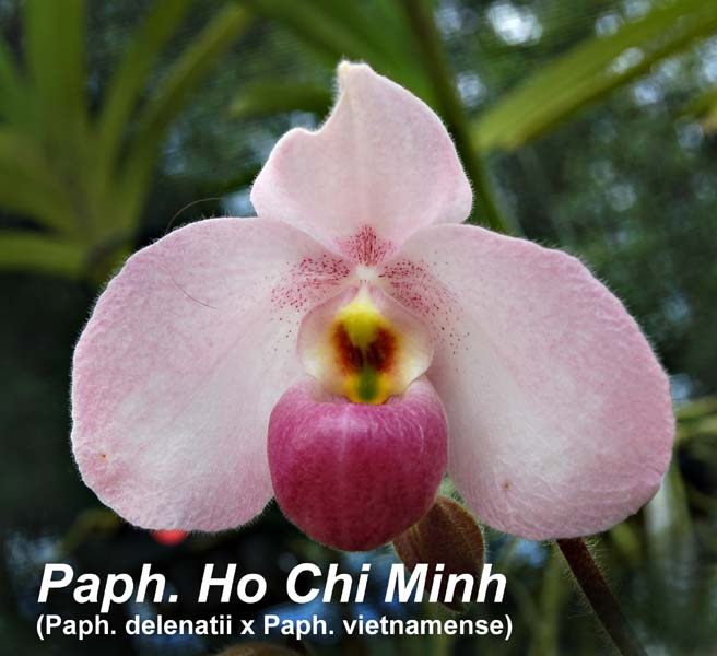 Paph. Ho Chi Minh (Paph. delenatii x Paph. vietnamense)_0549