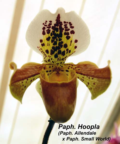 Paph. Hoopla (Paph. Allendale x Paph. Small World)_0281