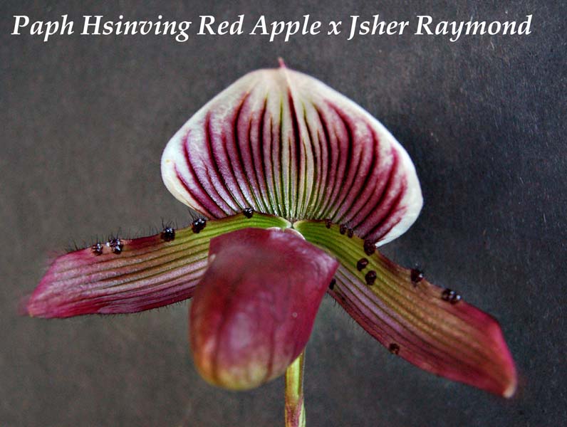 Paph. Hsinving Red Apple x Jsher Raymond_1141