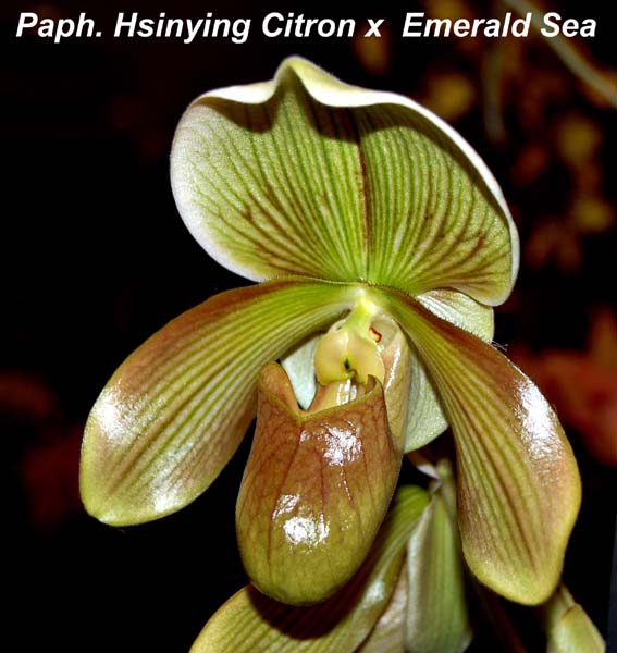 Paph. Hsinying Citron x  Emera_4625