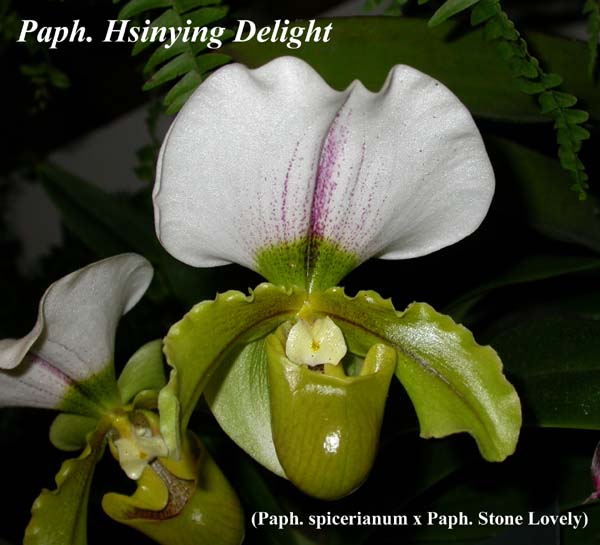 Paph. Hsinying Delight 4138