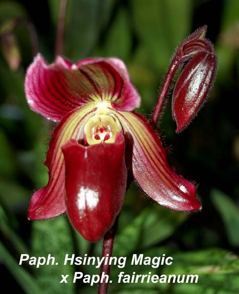 Paph. Hsinying Magic x  fairrieanum_4293