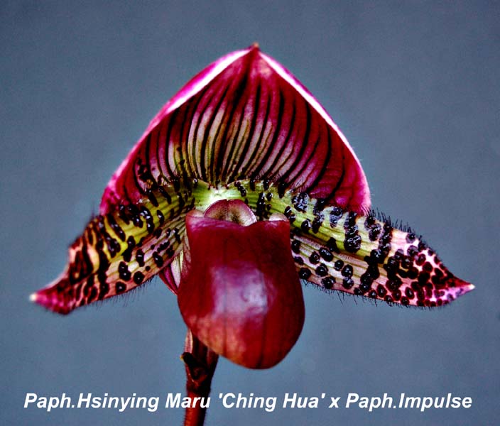 Paph. Hsinying Maru  x Paph Impulse_0699-1