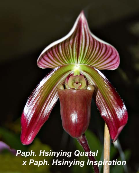 Paph. Hsinying Quatal x Paph. Hsinying Inspiration _4364