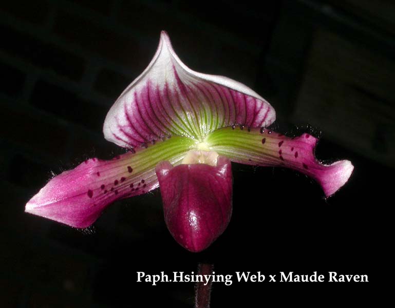 Paph. Hsinying Web x Maude Raven 3231