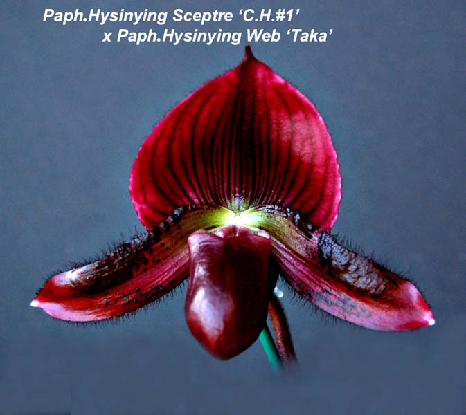 Paph. Hysinying Sceptre  x Paph Hysinying Web _0560-1