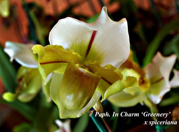 Paph. In Charm ‘Greenery’ x spiceriana_5643
