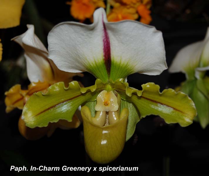 Paph. In-Charm Greenery x spicerianum_9974