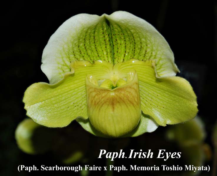 Paph. Irish Eyes_8898