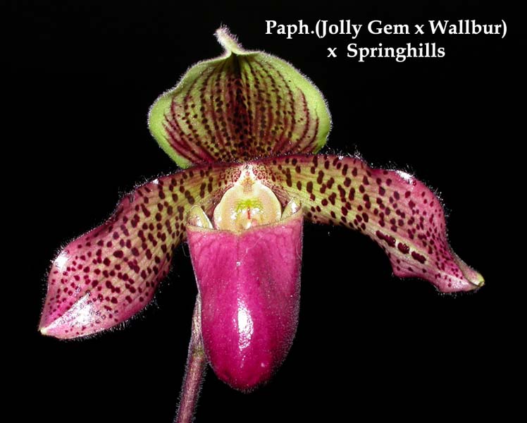 Paph. Jolly Gem x Wallbur) x  Springhills 3324